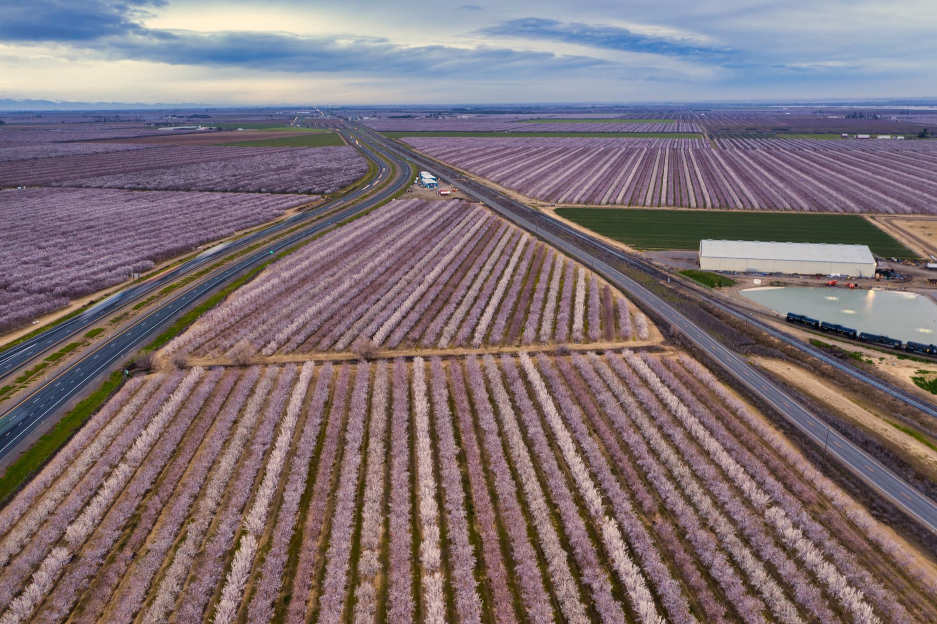 Aerial view of Central Valley almond orchards in full bloom